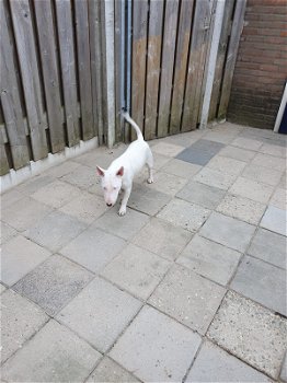 Te koop aangeboden mini bull terrier - 0