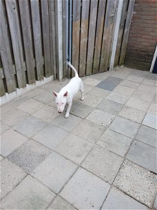 Te koop aangeboden mini bull terrier