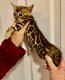 Mooie Bengaalse kittens - 0 - Thumbnail