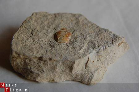 GRZ3570D1 #34 Bivalves Schelp Polen - 1