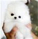 Leuke en uitstekende Pommerse puppy's - 0 - Thumbnail