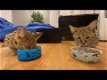 Bengaalse kittens beschikbaar - 0 - Thumbnail