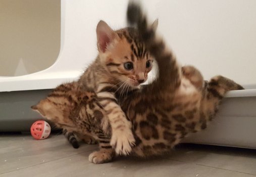 Mooie Bengaalse kittens - 0