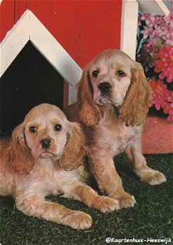 Jonge Spaniels 1966 - 0