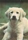 Hondenkaart 101010 - 0 - Thumbnail