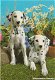 Dalmatiers - 0 - Thumbnail