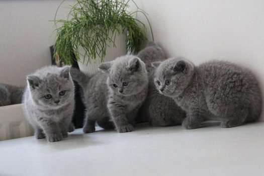 Absoluut verbluffende Britse kittens met kort haar en ui.. Absoluut verbluffende britse kittens met - 0