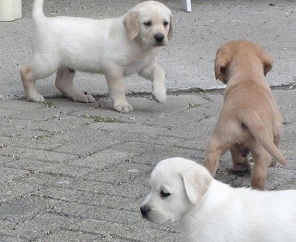 Labrador pups - 0
