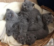 Prachtige Britse korthaar kittens