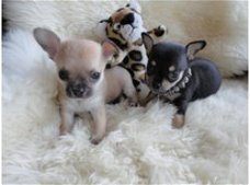 Mooie Chihuahua pups, langharig en kortharig.