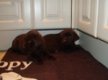 Mooie labrador pups ( chocolade) - 0 - Thumbnail
