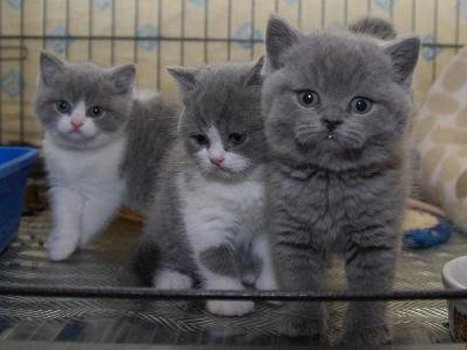 Britse shorthaire kittens - 0