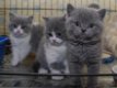 Britse shorthaire kittens - 0 - Thumbnail