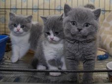 Britse shorthaire kittens