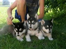 Siberische Husky Pups