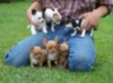 Schattige Chihuahua puppies