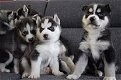 5 prachtige bruine rasechte Siberische husky's - 0 - Thumbnail