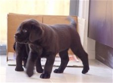 Labrador pups