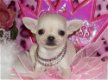 Chihuahua pups bij particulier - 0 - Thumbnail