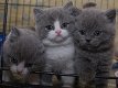 Prachtige Britse korthaar kittens - 0 - Thumbnail