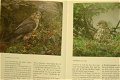 Roofvogels van Europa - 1 - Thumbnail