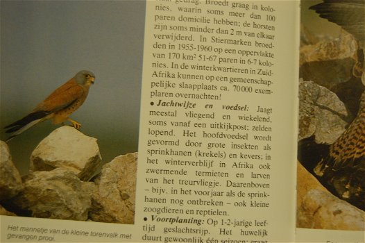 Roofvogels van Europa - 3