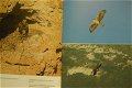 Roofvogels van Europa - 6 - Thumbnail