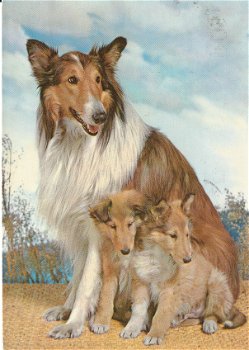 Hondenkaart Schotse Collie - 0