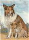 Hondenkaart Schotse Collie - 0 - Thumbnail