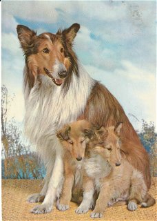 Hondenkaart Schotse Collie