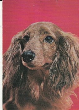Hondenkaart Cocker Spaniel - 0