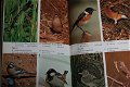 Birds of the Highveld - 1 - Thumbnail