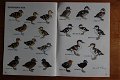 Sjöfåglar (watervogels) - 2 - Thumbnail