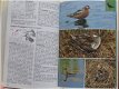 F. Sauer: Watervogels van Europa - 1 - Thumbnail