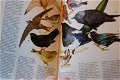 Vogels herkennen - 1 - Thumbnail