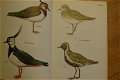 Fåglar fran fält, hed och fjäll - 1 - Thumbnail