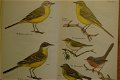 Fåglar fran fält, hed och fjäll - 2 - Thumbnail