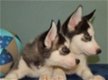Zwart / wit Siberische Husky Pups te koop - 0 - Thumbnail