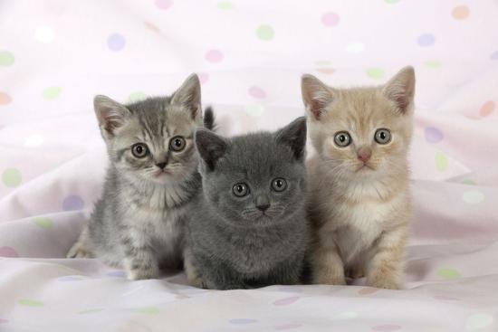 nieuws D.w.z kust Britse korthaar kittens te koop