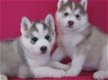 Rasechte Siberische Husky Pups - 0 - Thumbnail