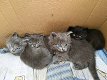 Prachtige Britse korthaar kittens - 0 - Thumbnail