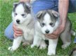 Siberische husky puppies te koop - 0 - Thumbnail