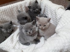 Mooie Britse kort haar Kittens