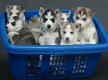 Zuivere witte Siberische Husky Puppy (11 weken) - 0 - Thumbnail