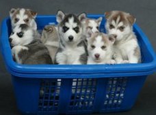 Zuivere witte Siberische Husky Puppy (11 weken)