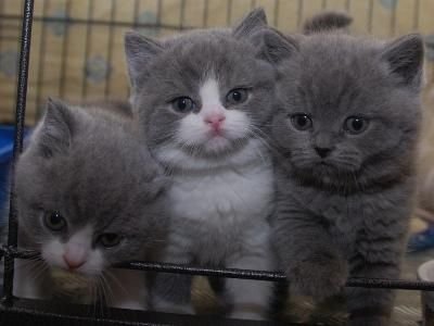 ontmoeten fax Interesseren Prachtige Britse korthaar kittens