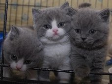 Prachtige Britse korthaar kittens