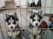 Prachtige Siberische Husky vrouwelijke puppies nu klaar - 0 - Thumbnail