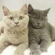 Blauwe Britse korthaar kittens - 0 - Thumbnail
