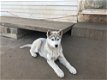 Loveable Siberische husky puppy' - 0 - Thumbnail